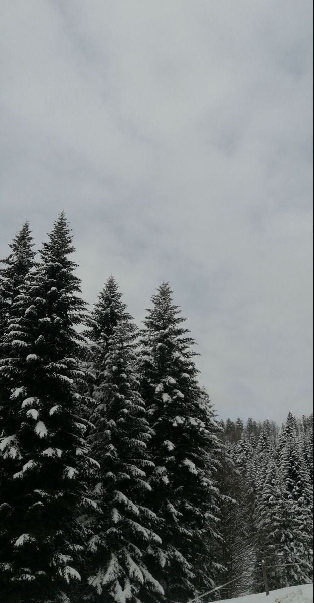 woodland snow.