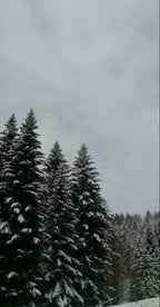 woodland snow.