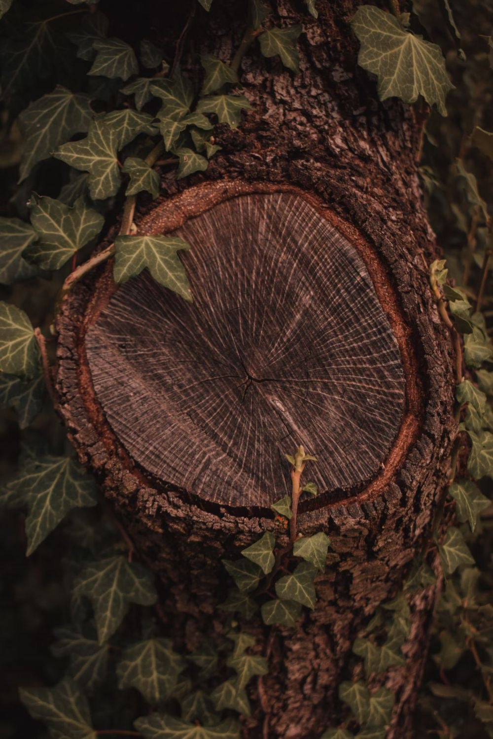 caribbean teakwood.