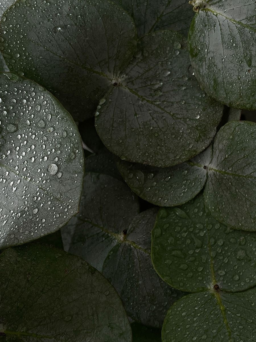 MINT & EUCALYPTUS (room spray)