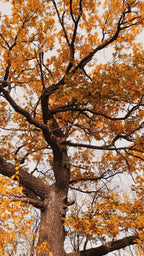 FALLIN LEAVES